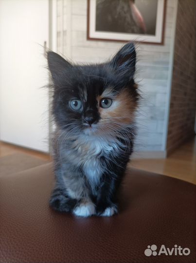 Котёнок от вислоухой кошки