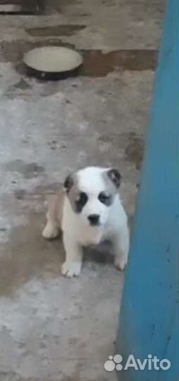 Бронь Среднеазиатская овчарка алабай щенки