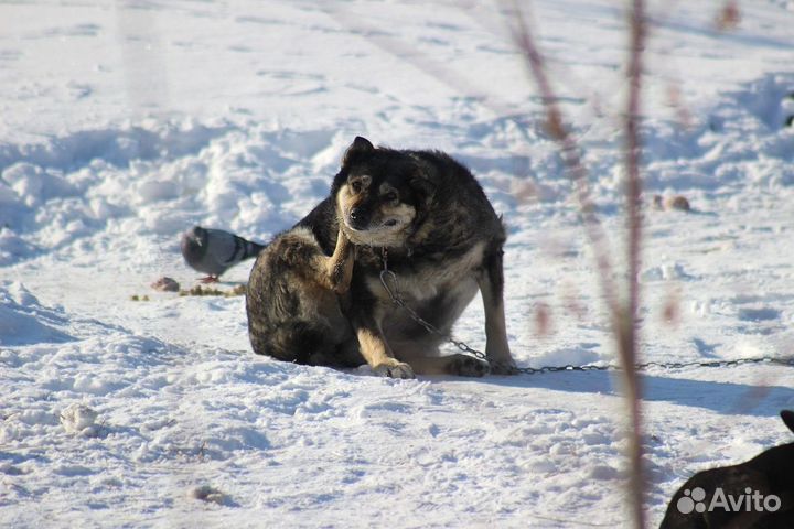 Собака Чара в добрые руки