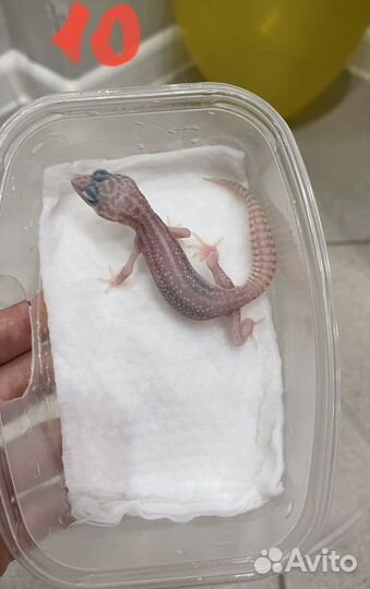 Гекон эублефар