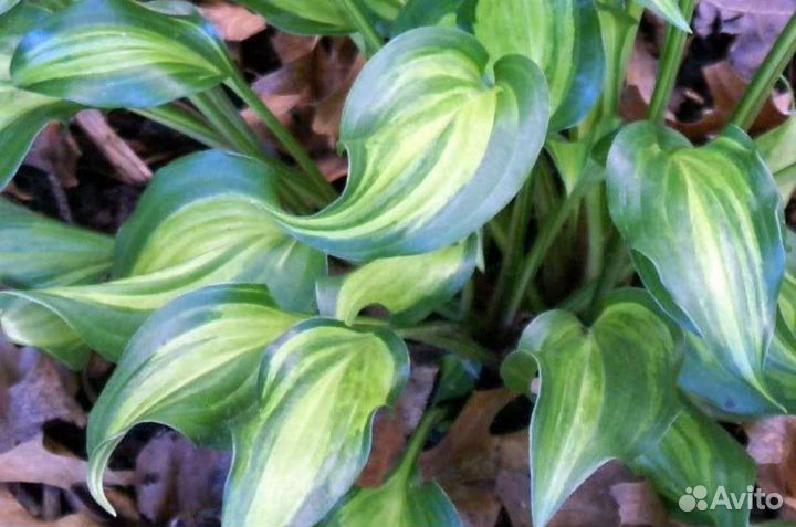 Сортовые хосты