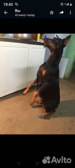 Собаки щенки добермана
