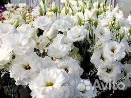 Калибрахоа Tik-tok rose, Эустома Мадам Лорэн