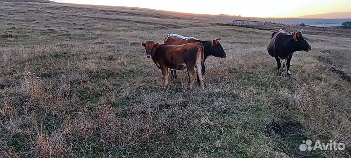 Телочки и бычок