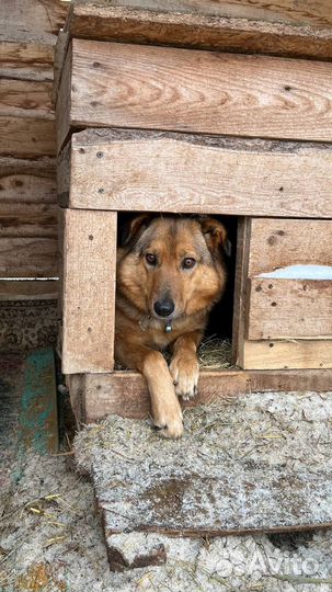 Собака в добрые руки