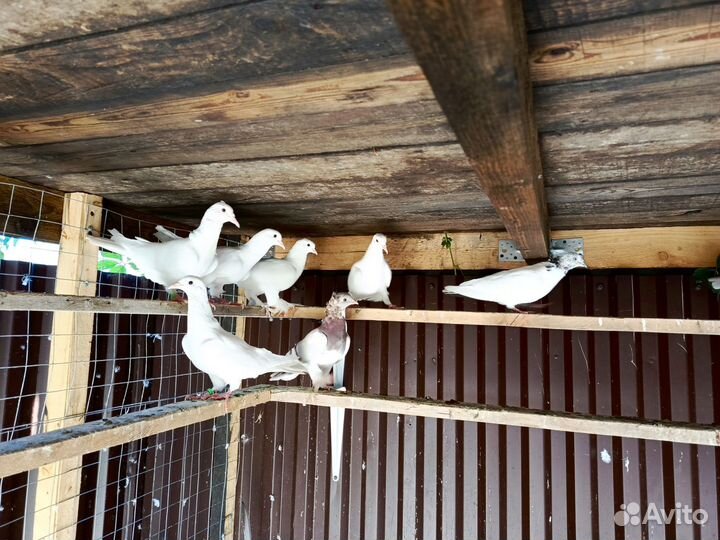 Голуби