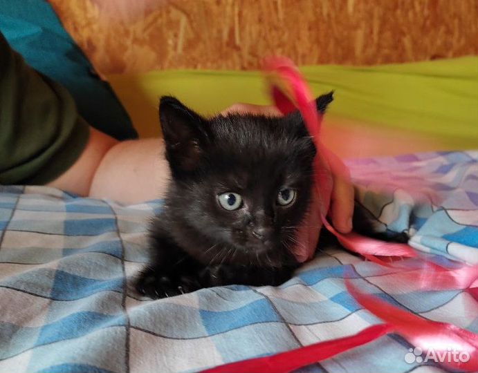 Отдам котёнка в добрые руки