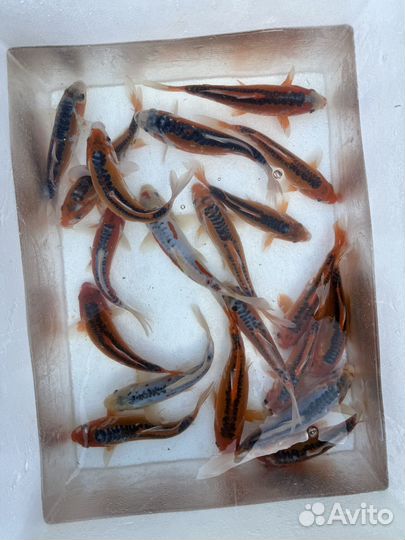 Карп кои шисуи