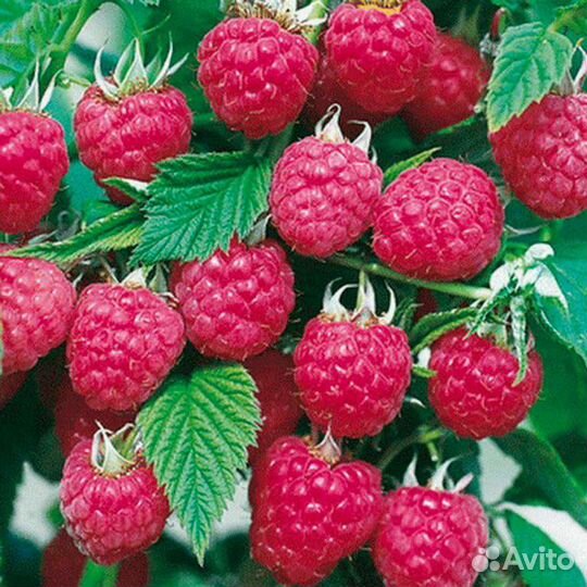 Ремонтантная малина