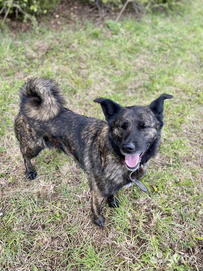 Собака «Туся»