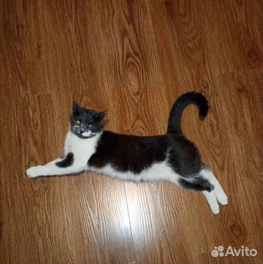 Кошка в дар бесплатно