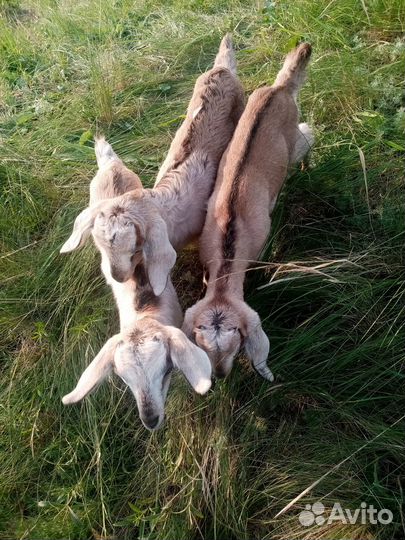 Продам козлят