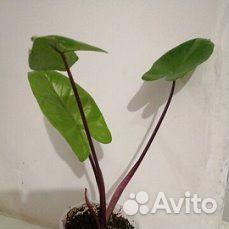 Алоказия Макрориза Блэк Стэм (Черная Ножка)