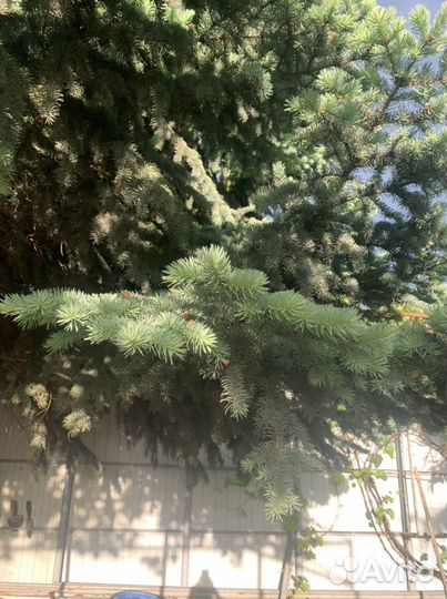 Ель голубая