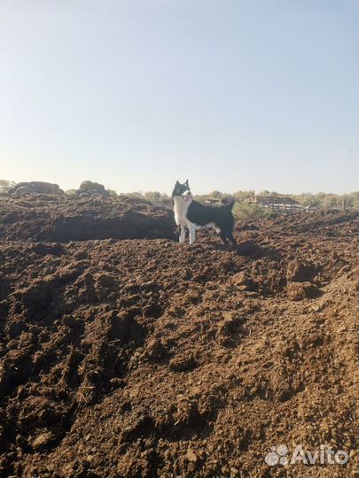 Охота с лайкой на фазана