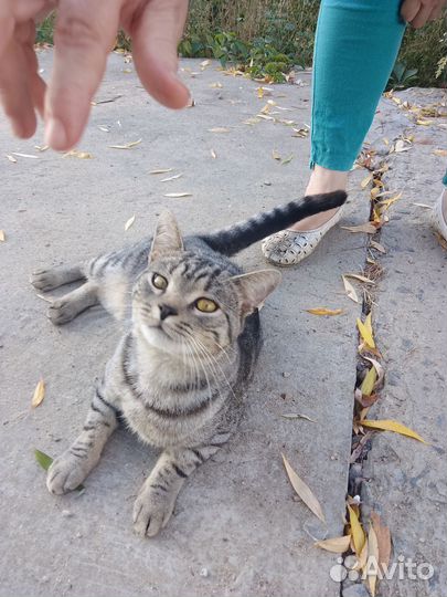 Отдам кота в добрые руки