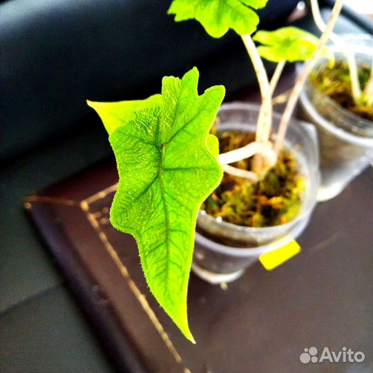 Алоказия Жаклин