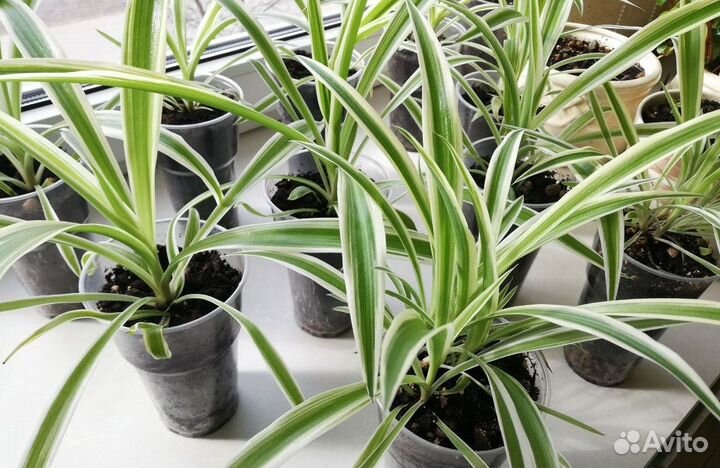 Цветы комнатные Хлорофитум хохлатый