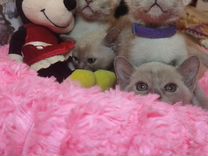 Крутые бурманские лиловые котята