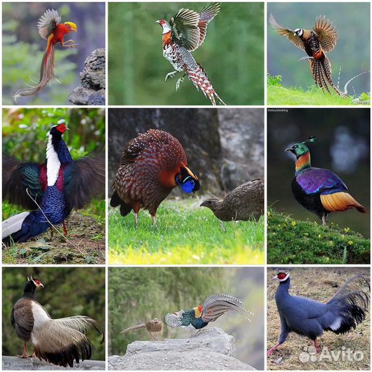 Фазаны разных видов
