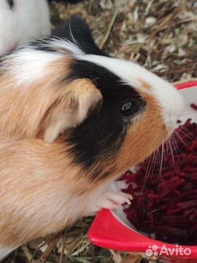Морская свинка самец