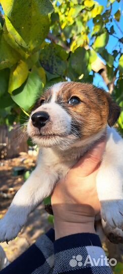 Фокстерьер