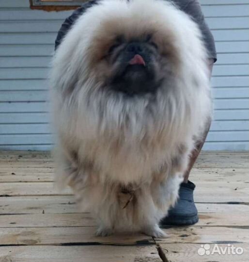 Вязка пекинес королевский