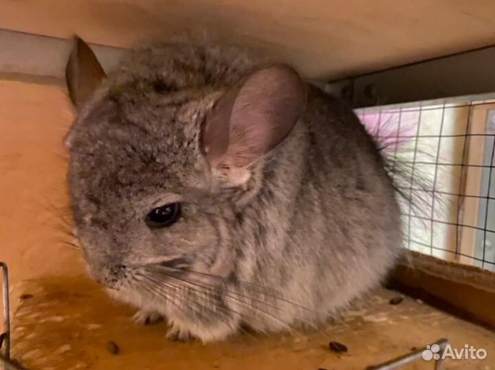 Шиншилла кпа