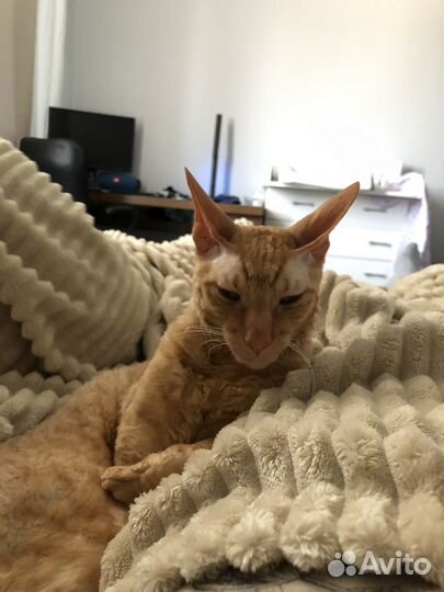 Корниш-рекс кот