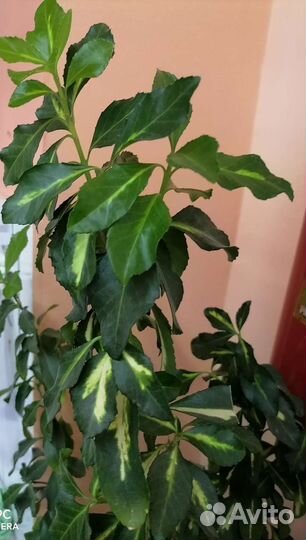 Бересклет японский