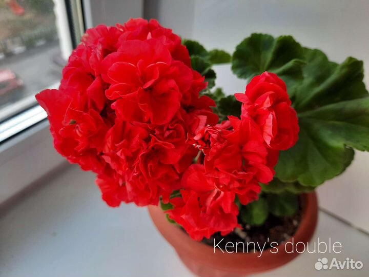 Пеларгония герань сортовая