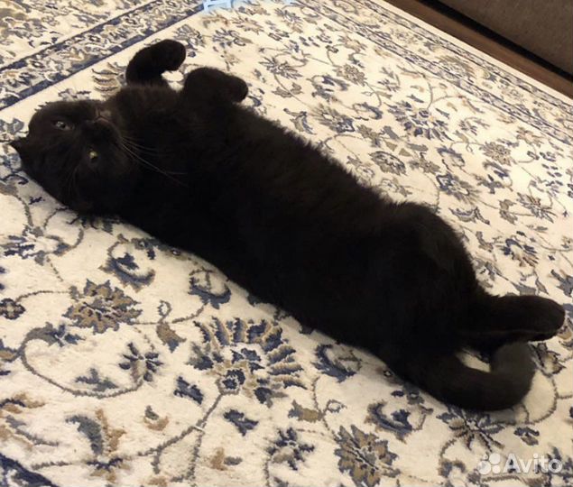 Британская кошка бесплатно