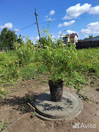 Ива извилистая (кудрявая) осталось 2шт