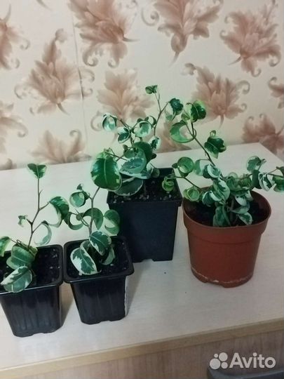 Фикусы Бенджамина