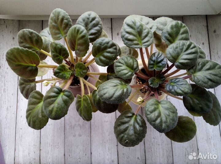 Детки и стартеры сортовых фиалок