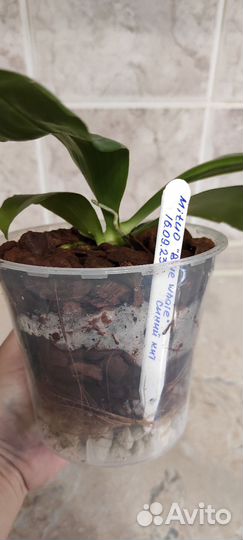 Орхидея фаленопсис