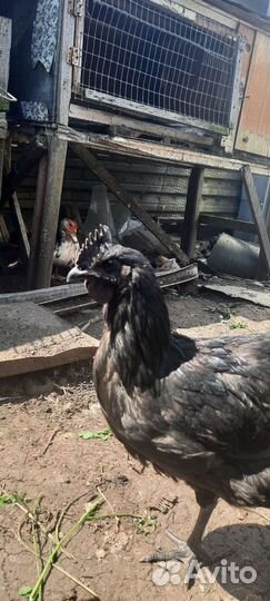 Петухи и индоутки