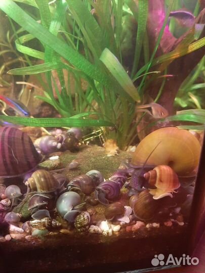 Улитки Ампулярии