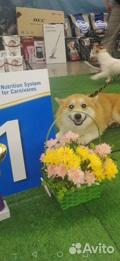 Вельш Корги Пемброк