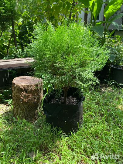 Кипарисовик