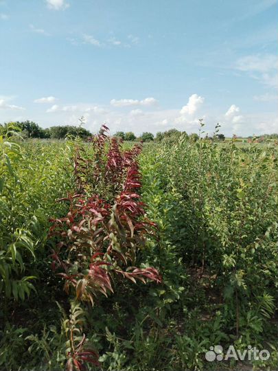 Саженцы черешни вишни абрикоса слив персека