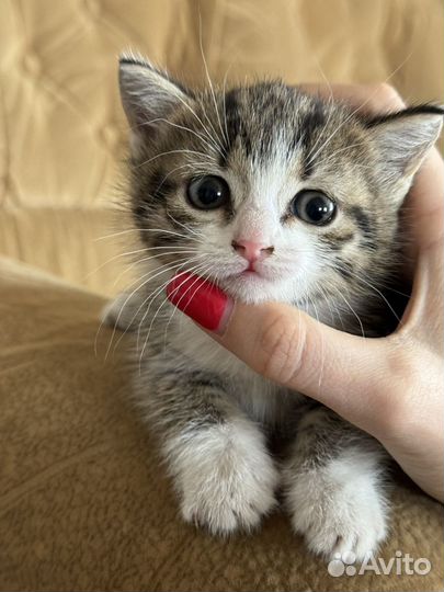 Отдам котят в добрые руки