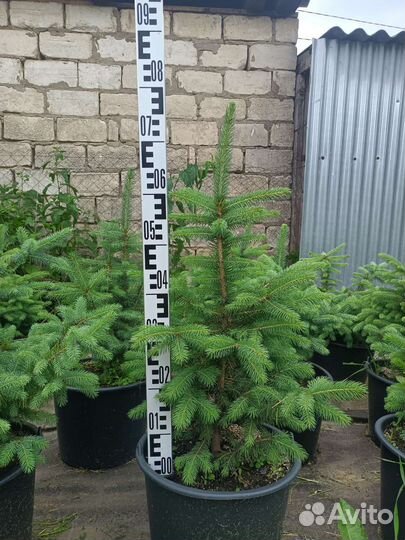 Саженцы ель