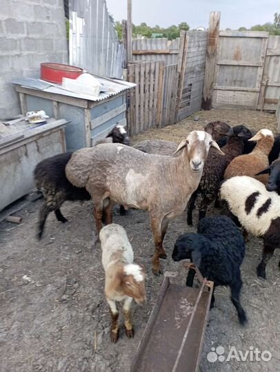 Продается баран