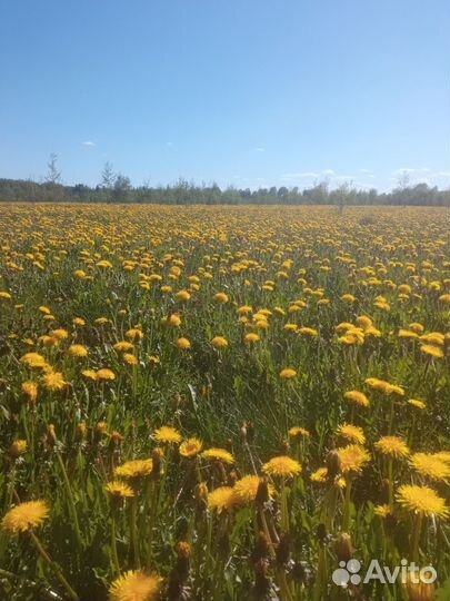 Свежий мед с личной пасеки