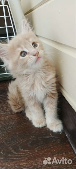 Котята резерв