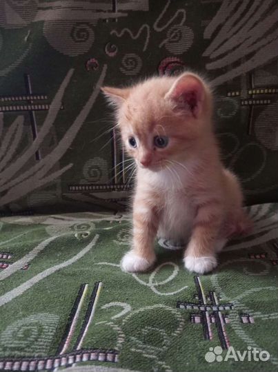 Котята в добрые руки бесплатно