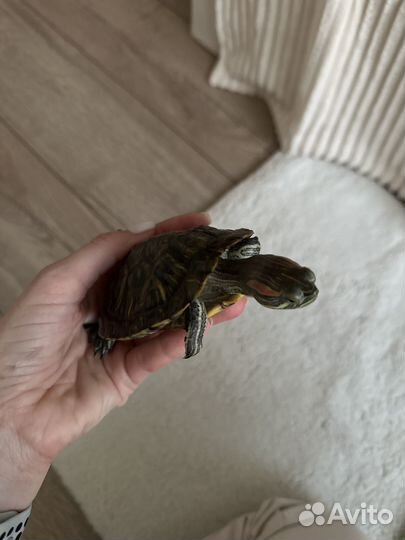 Черепашка сухопутная