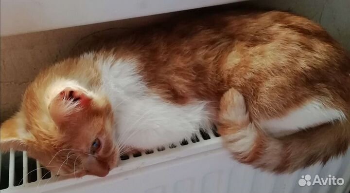 Ярко рыжий котенок