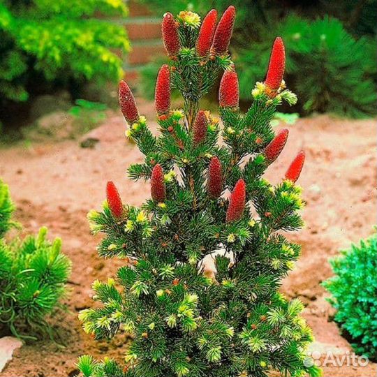 Ель колючая Лаки Страйк